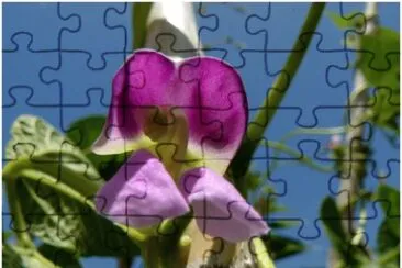 OK jigsaw puzzle