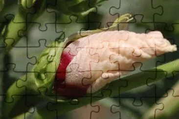 OK jigsaw puzzle