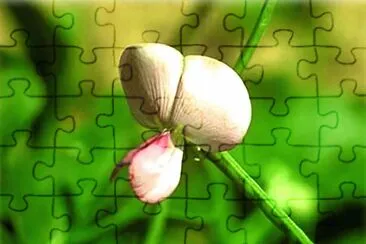 OK jigsaw puzzle