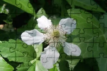 OK jigsaw puzzle