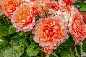 OK jigsaw puzzle