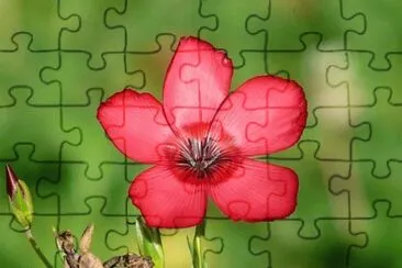 OK jigsaw puzzle