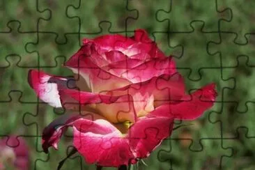 OK jigsaw puzzle