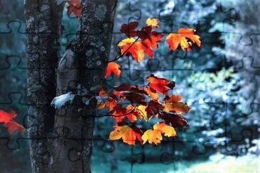 cores
