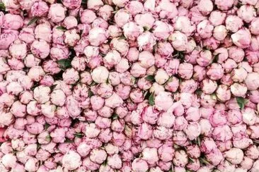 flores jigsaw puzzle