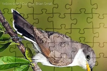 natural jigsaw puzzle