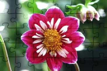 Dahlia jigsaw puzzle