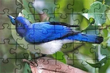natural jigsaw puzzle