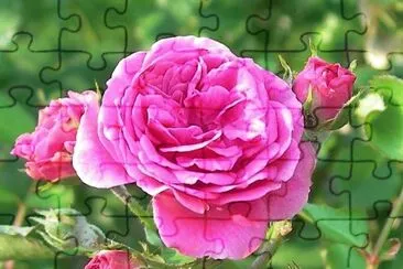 flores