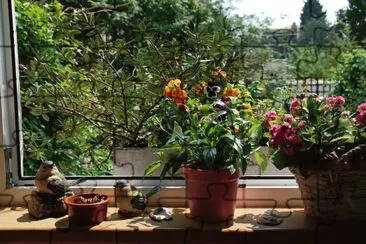 jardin fenÃªtre