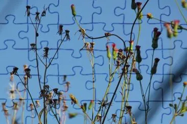 mato jigsaw puzzle