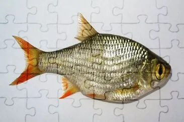 Scardola jigsaw puzzle