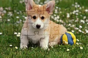 CORGI jigsaw puzzle