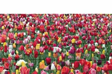 Tulipes