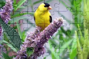 Goldfinch on Edible Anise Hyssop Flowers jigsaw puzzle