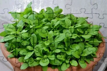 Imagem jigsaw puzzle