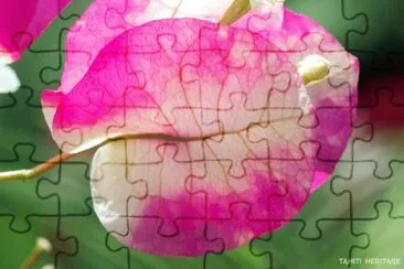 bougainvillier