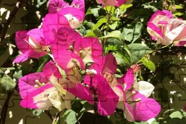 bougainvillier
