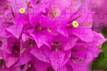 bougainvillier