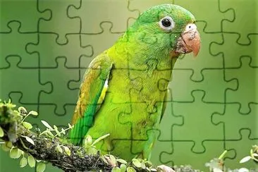 natural jigsaw puzzle