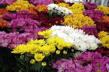 flores jigsaw puzzle