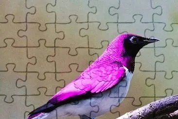 natural jigsaw puzzle