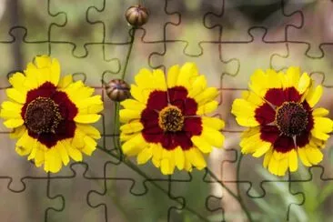 Coreopsis jigsaw puzzle