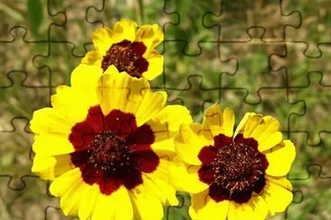 Coreopsis jigsaw puzzle