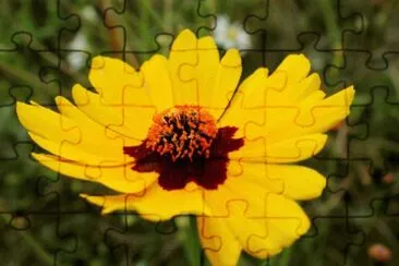 Coreopsis jigsaw puzzle
