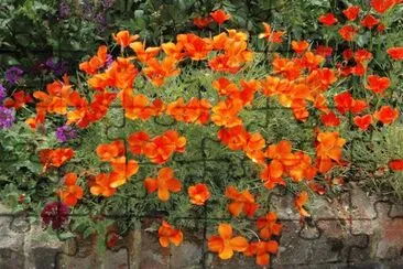Pavot de californie