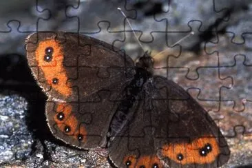 Erebia montana