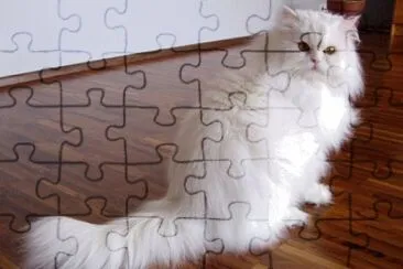 Persiano bianco