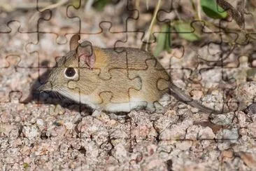 פאזל של Sengi del bushweld