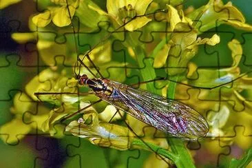 Nephorotoma appendiculata