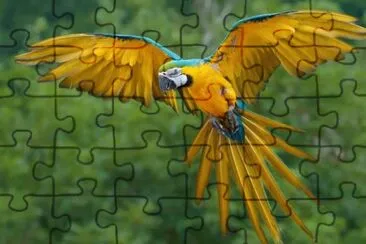 GUACAMAYA jigsaw puzzle