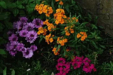 fleurs jardin jigsaw puzzle