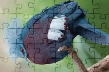 Imagem jigsaw puzzle