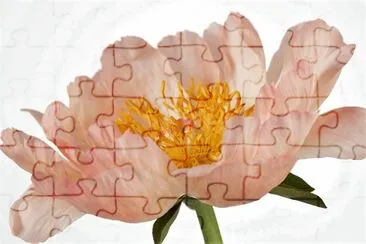 flores jigsaw puzzle