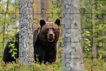 Ursul jigsaw puzzle