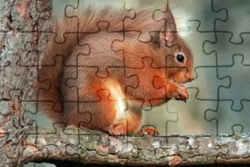 Veverita jigsaw puzzle