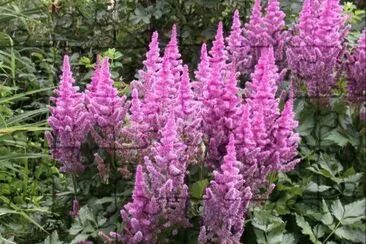 Astilbe