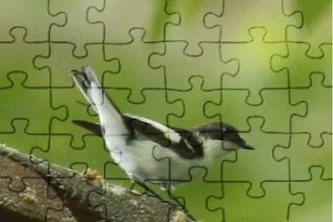 Balia semitorquata jigsaw puzzle