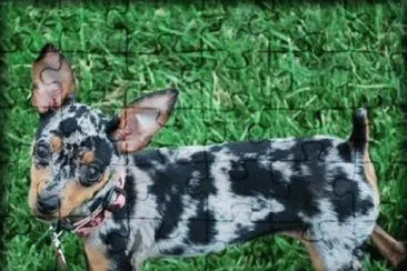 Imagem jigsaw puzzle