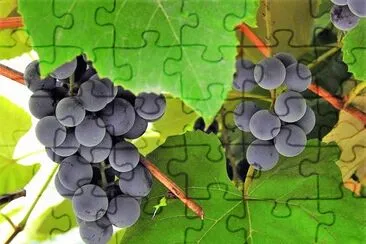 frutas jigsaw puzzle