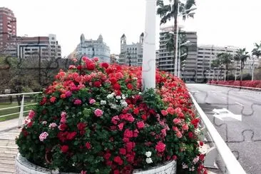 puente de las flores-valencia