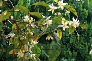 flor de azahar