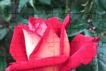 belle rose jigsaw puzzle