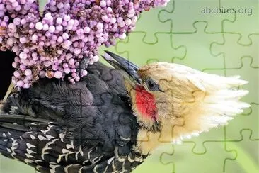 natural jigsaw puzzle