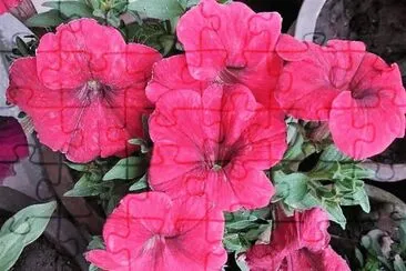 flores jigsaw puzzle