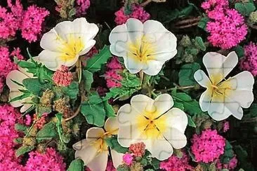 flores